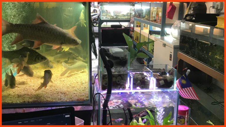 kedai aquarium gombak gombak fish garage cafe’