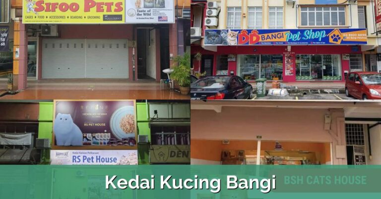 8 Kedai Kucing Bangi